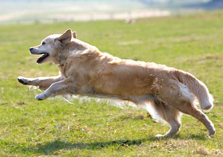 Hund som springer